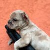 French Bulldog Exotic French Bulldog Balkan – TOP quality puppies