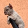French Bulldog Exotic French Bulldog Balkan – TOP quality puppies