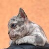 French Bulldog Exotic French Bulldog Balkan – TOP quality puppies