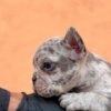 French Bulldog Exotic French Bulldog Balkan – TOP quality puppies