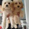 Poodle Miniature poodle puppies