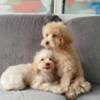 Poodle Miniature poodle puppies