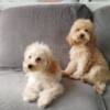 Poodle Miniature poodle puppies