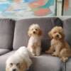 Poodle Miniature poodle puppies