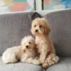 Poodle Miniature poodle puppies