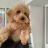 Poodle Miniature poodle puppies