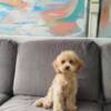 Poodle Miniature poodle puppies