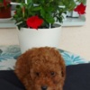Poodle Toy teacup red poodle