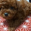 Poodle Toy teacup red poodle