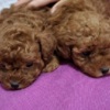 Poodle Toy teacup red poodle