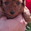 Poodle Toy teacup red poodle
