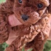 Poodle Toy teacup red poodle