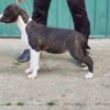 American Staffordshire Terrier American Staffordshire Terrier puppies