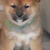 Shiba Inu Shiba Inu Puppies