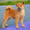 Shiba Inu Shiba Inu Puppies