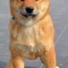 Shiba Inu Shiba Inu Puppies