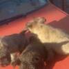 Cairn Terrier Cairn terrier puppies