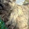 Cairn Terrier Cairn terrier puppies