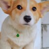 Welsh Corgi, Pembroke Pembroke Welsh Corgi puppies