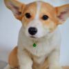 Welsh Corgi, Pembroke Pembroke Welsh Corgi puppies