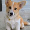 Welsh Corgi, Pembroke Pembroke Welsh Corgi puppies