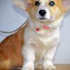 Welsh Corgi, Pembroke Pembroke Welsh Corgi puppies