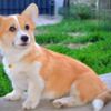 Welsh Corgi, Pembroke Pembroke Welsh Corgi puppies