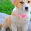 Welsh Corgi, Pembroke Pembroke Welsh Corgi puppies