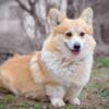 Welsh Corgi, Pembroke Pembroke Welsh Corgi puppies