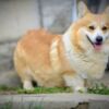 Welsh Corgi, Pembroke Pembroke Welsh Corgi puppies