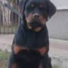 Rottweiler Rottweiler, top puppies