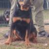 Rottweiler Rottweiler, top puppies