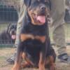 Rottweiler Rottweiler, top puppies