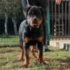 Rottweiler Rottweiler, top puppies