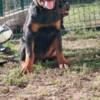 Rottweiler Rottweiler, top puppies