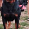 Rottweiler Rottweiler, top puppies