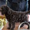 Lagotto Romagnolo Lagotto Romagnolo puppies