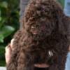 Lagotto Romagnolo Lagotto Romagnolo puppies