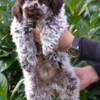 Lagotto Romagnolo Lagotto Romagnolo puppies