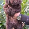 Lagotto Romagnolo Lagotto Romagnolo puppies