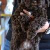 Lagotto Romagnolo Lagotto Romagnolo puppies