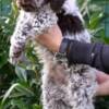 Lagotto Romagnolo Lagotto Romagnolo puppies