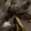 Other Pit bull terrier