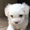 Maltese Maltese Puppies .whatsapp us:+447490124950