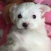 Maltese Maltese Puppies .whatsapp us:+447490124950