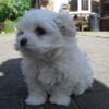 Maltese Maltese Puppies .whatsapp us:+447490124950