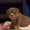 Olde English Bulldogge Gorgeous English Bulldog puppies. whatsapp us:+447490124950