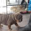 Olde English Bulldogge Gorgeous English Bulldog puppies. whatsapp us:+447490124950