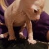 Sphynx Healthy male and female Sphynx kittens Seeking new homes.whatsapp us:+