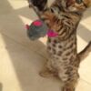 Bengal Stunning Rosetted Male and Female Bengal Cats.whatsapp us:+44749012495